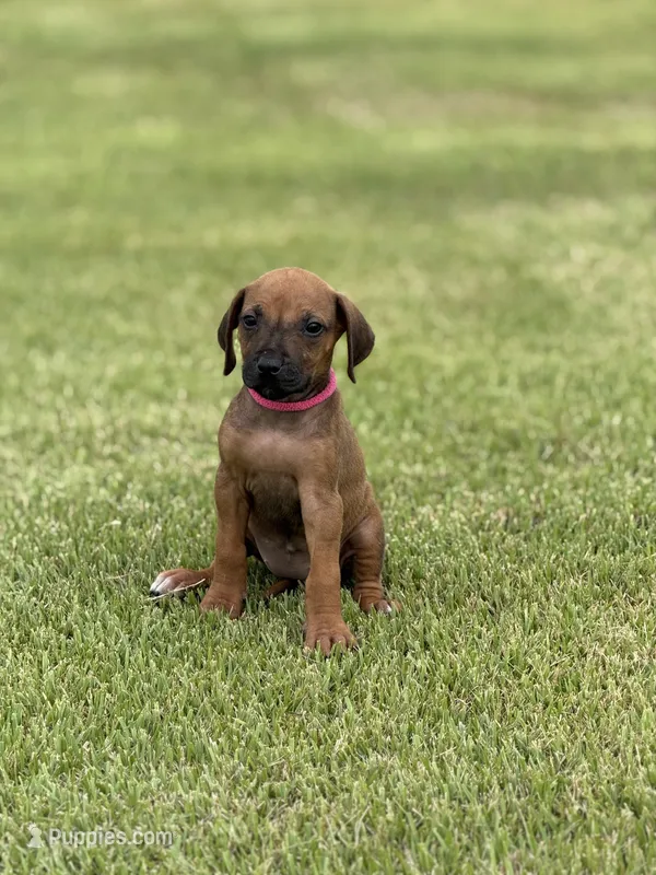 Pink – Rhodesian Ridgeback puppy for sale in Rio Medina, TX