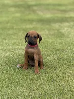 Pink, a female Rhodesian Ridgeback for sale in Rio Medina, TX – 1 of 4