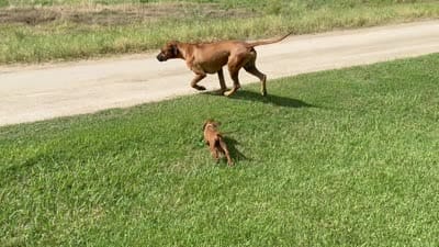 Cruiser, a male Rhodesian Ridgeback for sale in Rio Medina, TX – 7 of 7