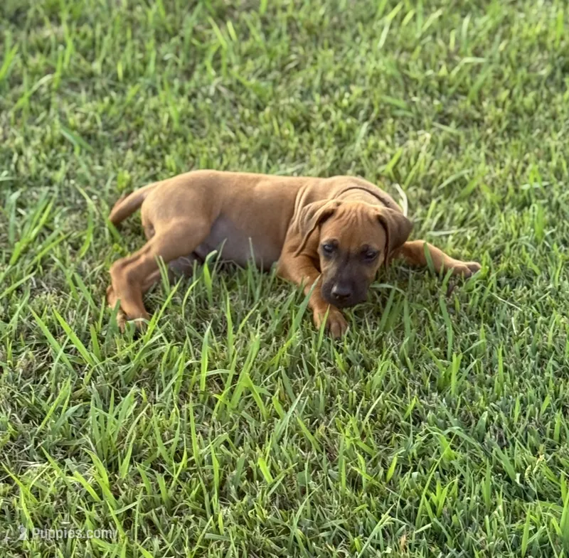 Magellan, a male Rhodesian Ridgeback for sale in Rio Medina, TX – 1 of 7