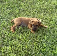 Magellan, a male Rhodesian Ridgeback for sale in Rio Medina, TX – 1 of 7