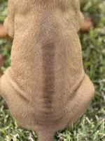 Gray, a male Rhodesian Ridgeback for sale in Rio Medina, TX – 4 of 4