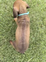 Blue, a male Rhodesian Ridgeback for sale in Rio Medina, TX – 4 of 4