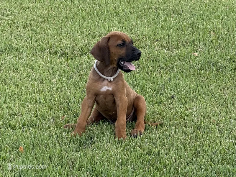 Cruiser, a male Rhodesian Ridgeback for sale in Rio Medina, TX – 1 of 7
