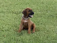 Cruiser, a male Rhodesian Ridgeback for sale in Rio Medina, TX – 1 of 7