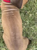 Red, a male Rhodesian Ridgeback for sale in Rio Medina, TX – 2 of 4