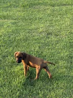 Magellan, a male Rhodesian Ridgeback for sale in Rio Medina, TX – 2 of 7