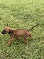 Green, a male Rhodesian Ridgeback for sale in Rio Medina, TX – 2 of 4