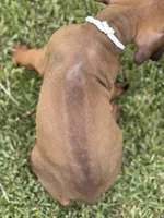 White, a male Rhodesian Ridgeback for sale in Rio Medina, TX – 4 of 4