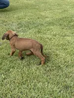 Brown, a male Rhodesian Ridgeback for sale in Rio Medina, TX – 3 of 4