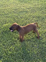 Shadow, a male Rhodesian Ridgeback for sale in Rio Medina, TX – 2 of 7
