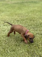 Pink, a female Rhodesian Ridgeback for sale in Rio Medina, TX – 2 of 4