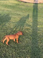 Pinky, a female Rhodesian Ridgeback for sale in Rio Medina, TX – 2 of 7