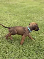 Blue, a male Rhodesian Ridgeback for sale in Rio Medina, TX – 3 of 4