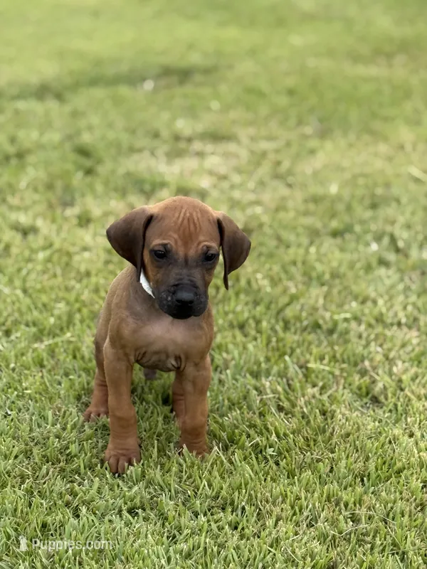 White – Rhodesian Ridgeback puppy for sale in Rio Medina, TX