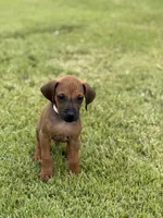 White, a male Rhodesian Ridgeback for sale in Rio Medina, TX – 1 of 4