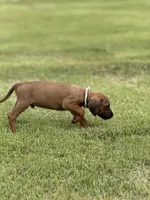 Gray, a male Rhodesian Ridgeback for sale in Rio Medina, TX – 3 of 4