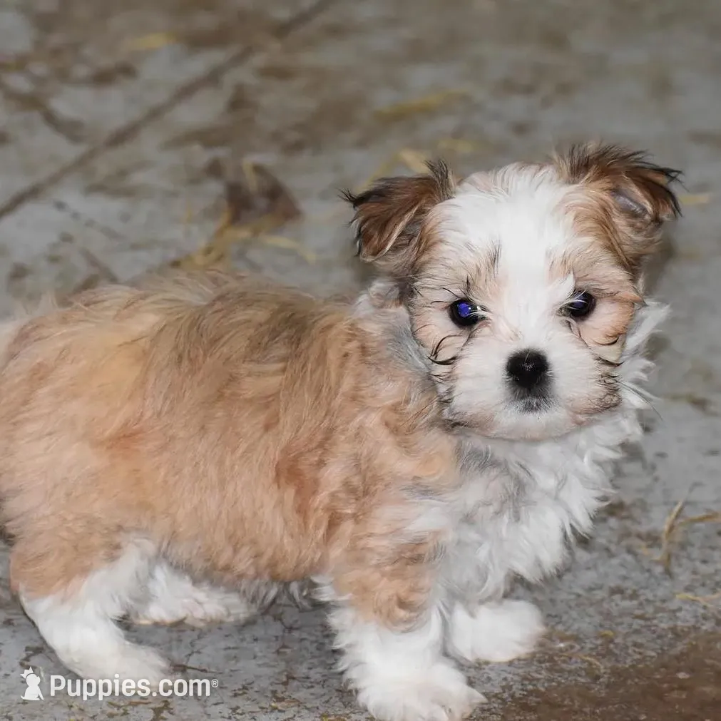 processed/e0c5a0c8-e30e-4e9d-96c6-bc98e77f2b2d/listing/038f9fe4-8757-436f-9b9a-ee01160b881b/a1ab3ad3-ca32-4ec1-9b83-23650735f526