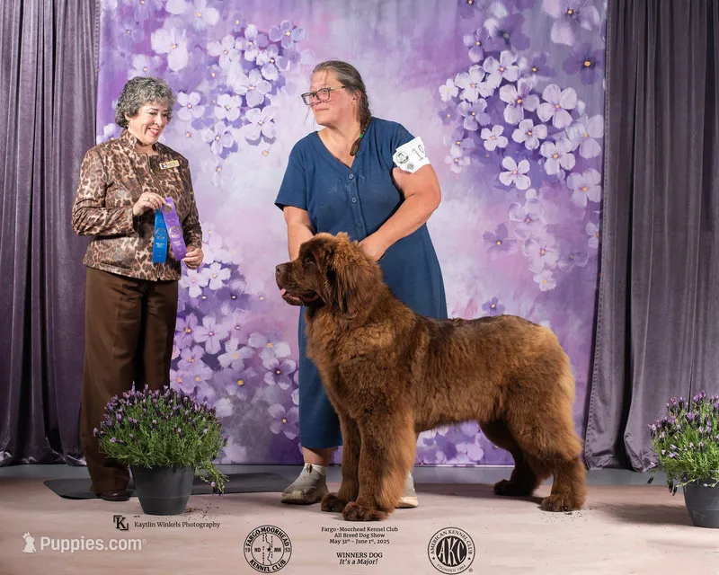 Future – Newfoundland puppy for sale in Sanborn, ND