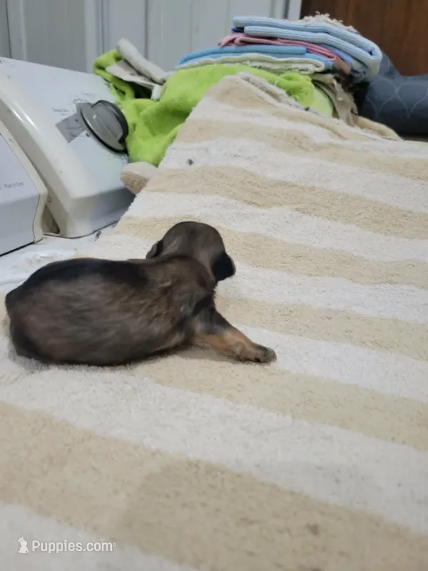 boy 2 – Havanese puppy for sale in Sanborn, ND