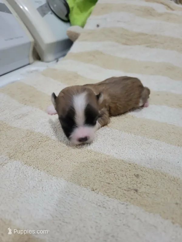 Girl 1 – Havanese puppy for sale in Sanborn, ND