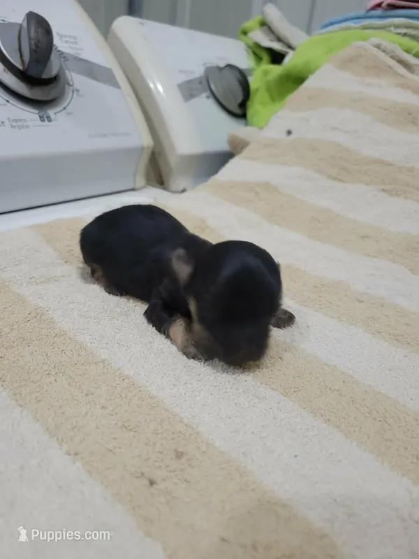 Boy 3 – Havanese puppy for sale in Sanborn, ND