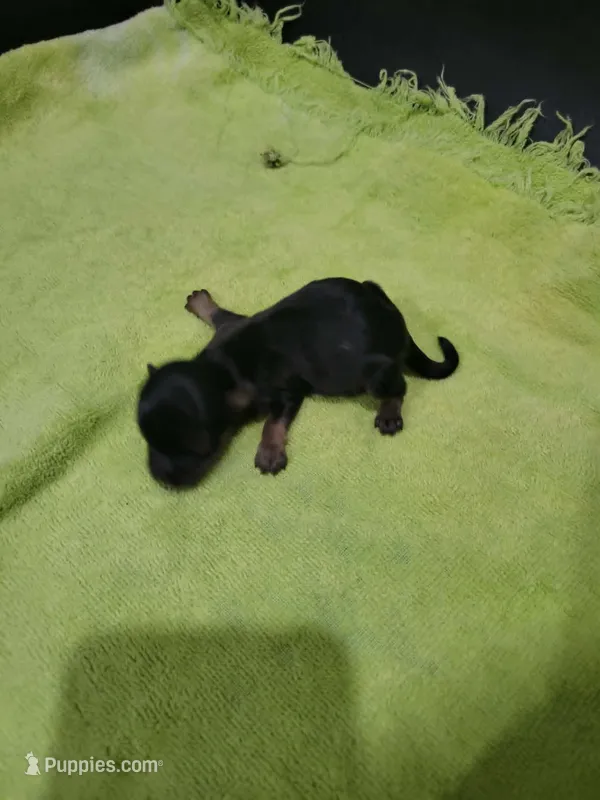 Boy 3 – Havanese puppy for sale in Sanborn, ND