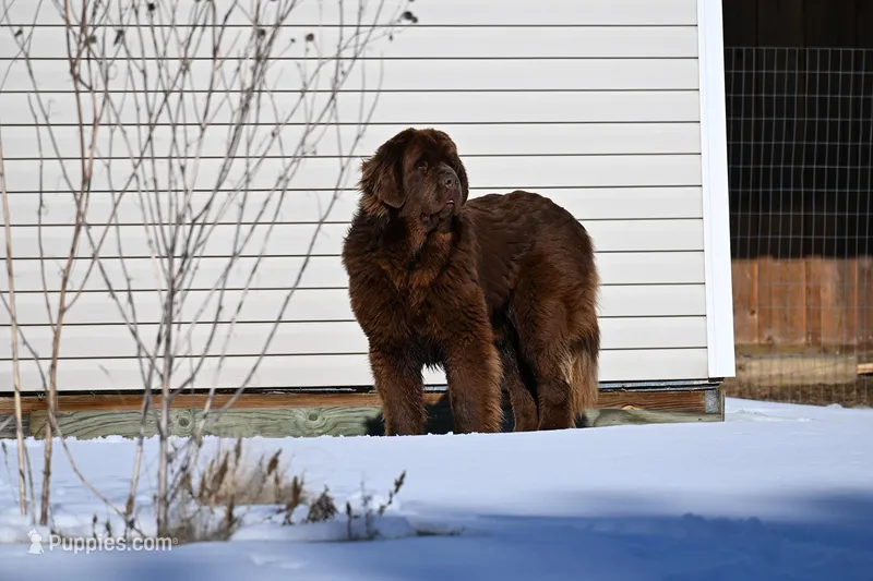 Future – Newfoundland puppy for sale in Sanborn, ND