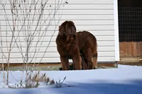 Future, a  Newfoundland for sale in Sanborn, ND – Photo 1 of 4