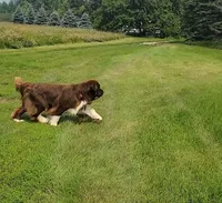 Future, a  Newfoundland for sale in Sanborn, ND – Photo 3 of 4
