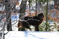 Future, a  Newfoundland for sale in Sanborn, ND – Photo 2 of 4