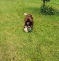Future, a  Newfoundland for sale in Sanborn, ND – Photo 4 of 4