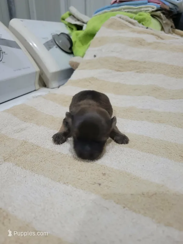 Girl 2 – Havanese puppy for sale in Sanborn, ND