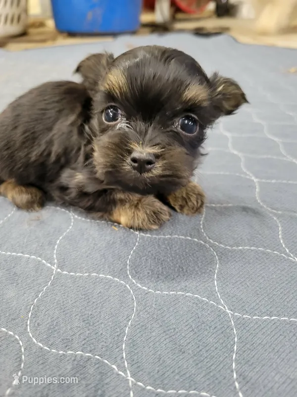 Boy 3 – Havanese puppy for sale in Sanborn, ND