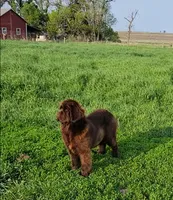 Future, a  Newfoundland for sale in Sebeka, MN – 2 of 2