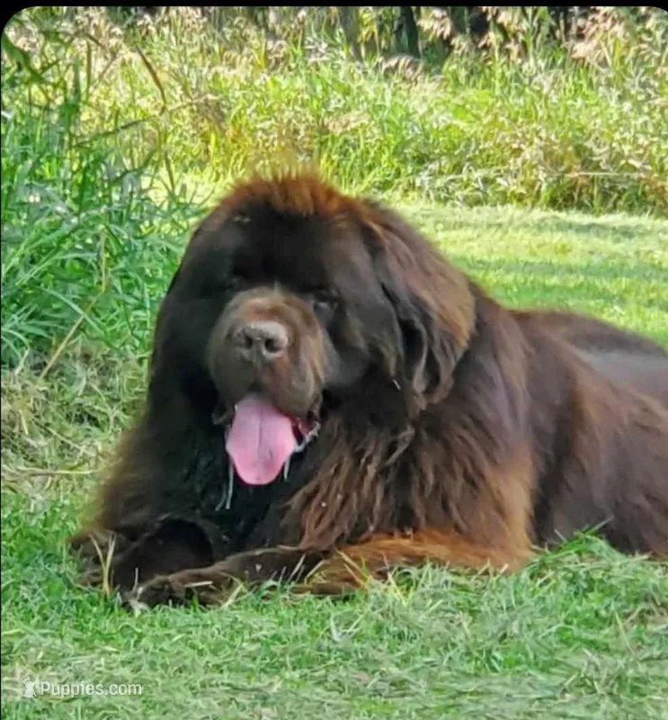 Future – Newfoundland puppy for sale in Sebeka, MN