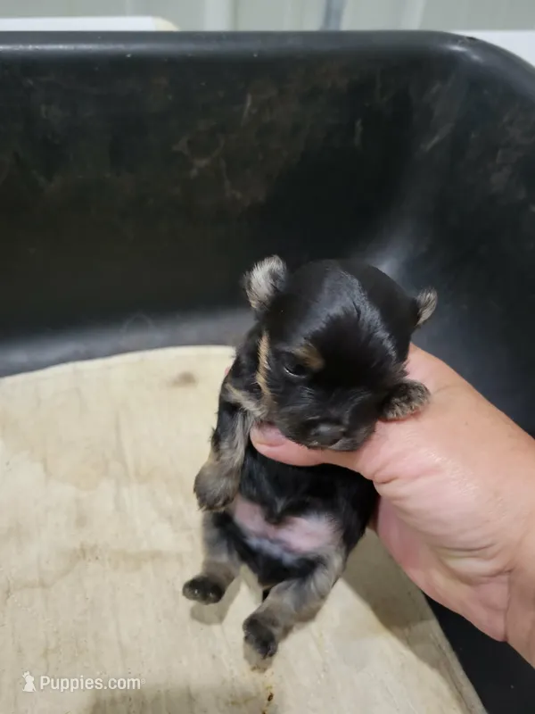 Boy 3 – Havanese puppy for sale in Sanborn, ND