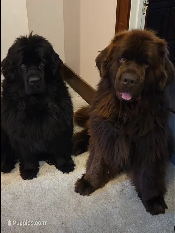 Future – Newfoundland puppy for sale in Sanborn, ND