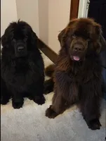 Future, a  Newfoundland for sale in Sanborn, ND – 1 of 2