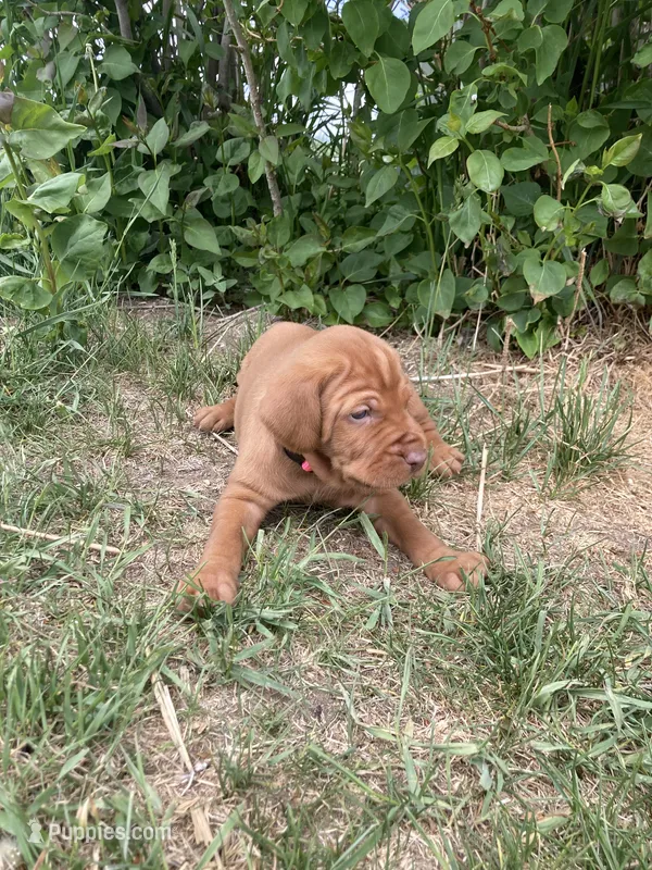Pink – Hungarian Wirehaired Vizsla, Vizsla puppy for sale in Fairfield, MT