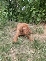 Pink, a female Hungarian Wirehaired Vizsla and Vizsla for sale in Fairfield, MT – 1 of 2