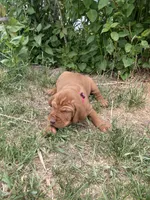 Pink, a female Hungarian Wirehaired Vizsla and Vizsla for sale in Fairfield, MT – 2 of 2