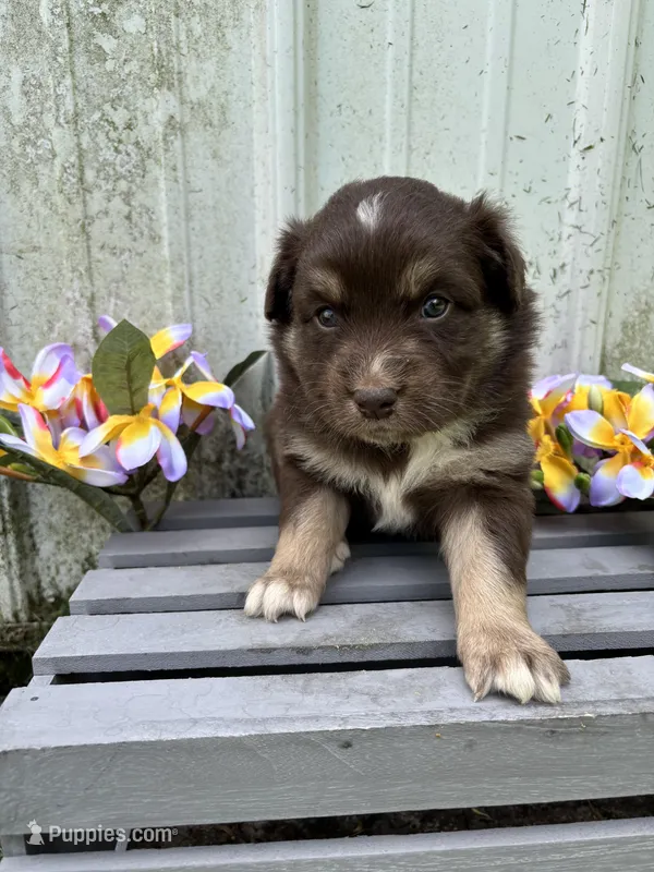 Cooper  – Australian Shepherd puppy on hold in Parkersburg, IA