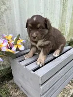 Cooper , a male Australian Shepherd for sale in Parkersburg, IA – Photo 2 of 2