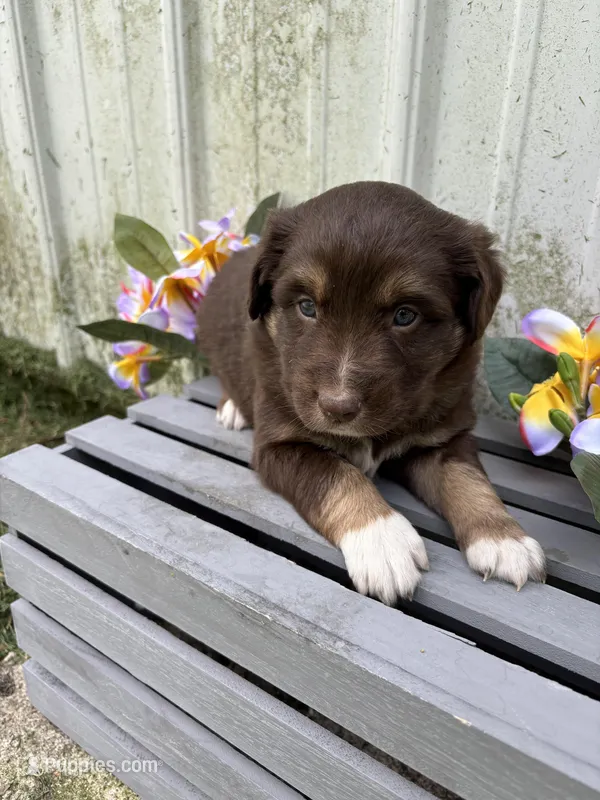 Bear – Australian Shepherd puppy for sale in Parkersburg, IA