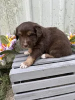 Bear, a male Australian Shepherd for sale in Parkersburg, IA – Photo 2 of 2