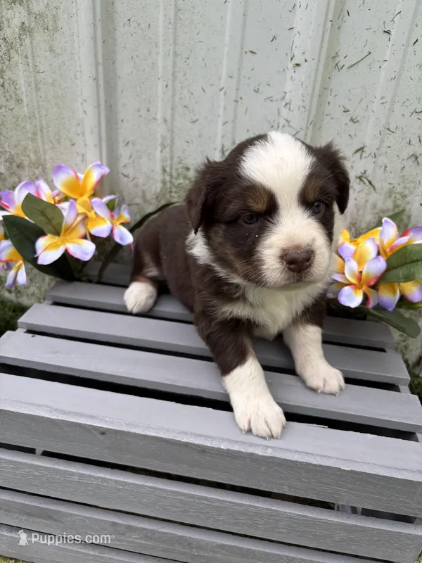 Luna – Australian Shepherd puppy for sale in Parkersburg, IA