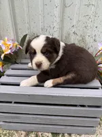 Luna, a female Australian Shepherd for sale in Parkersburg, IA – Photo 2 of 2