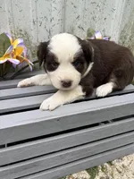 Nova, a female Australian Shepherd for sale in Parkersburg, IA – Photo 2 of 2