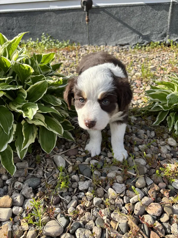 Nova – Australian Shepherd puppy on hold in Parkersburg, IA